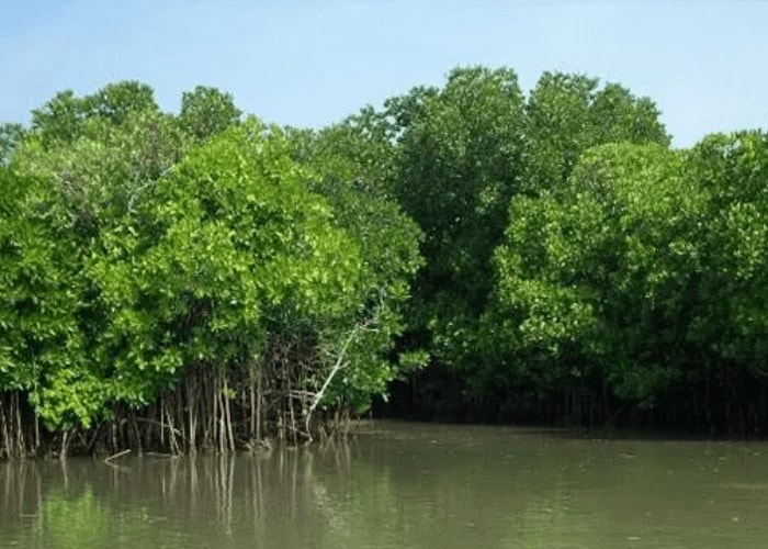best time to visit Sundarbans